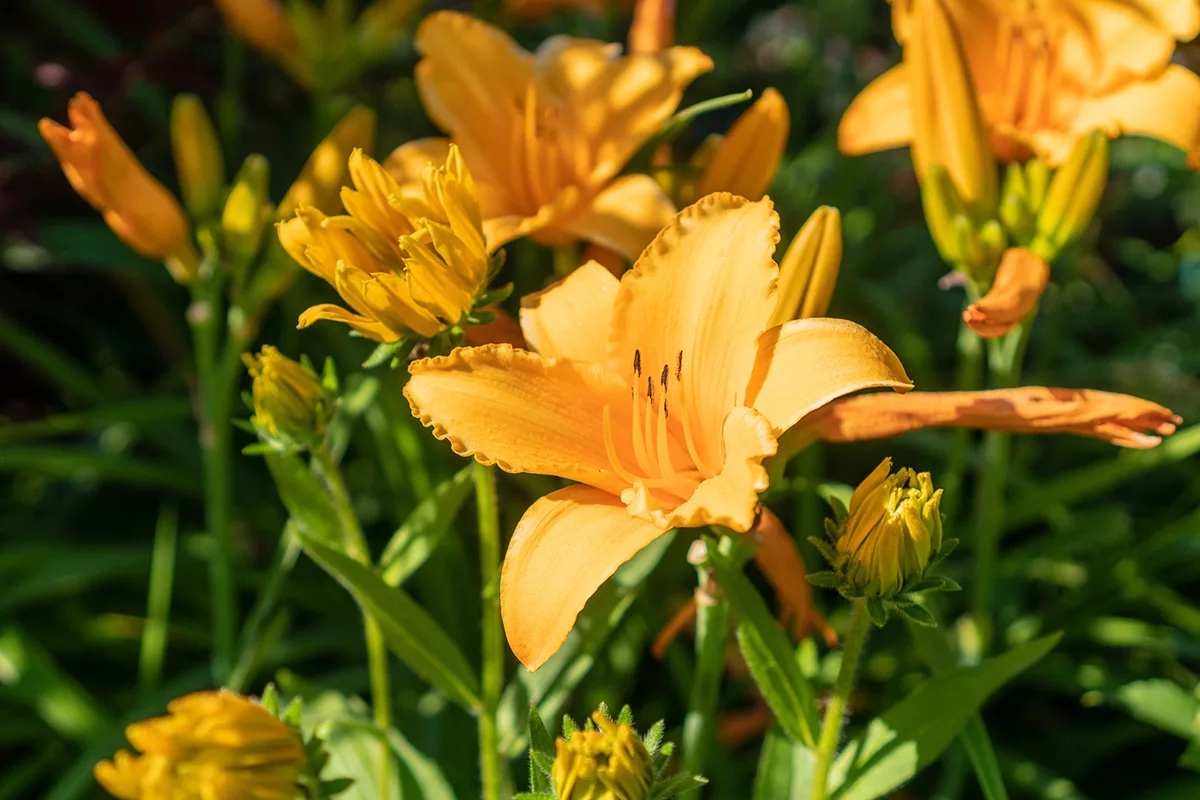 Daylily