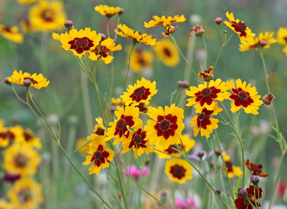 Tickseed (Coreopsis)