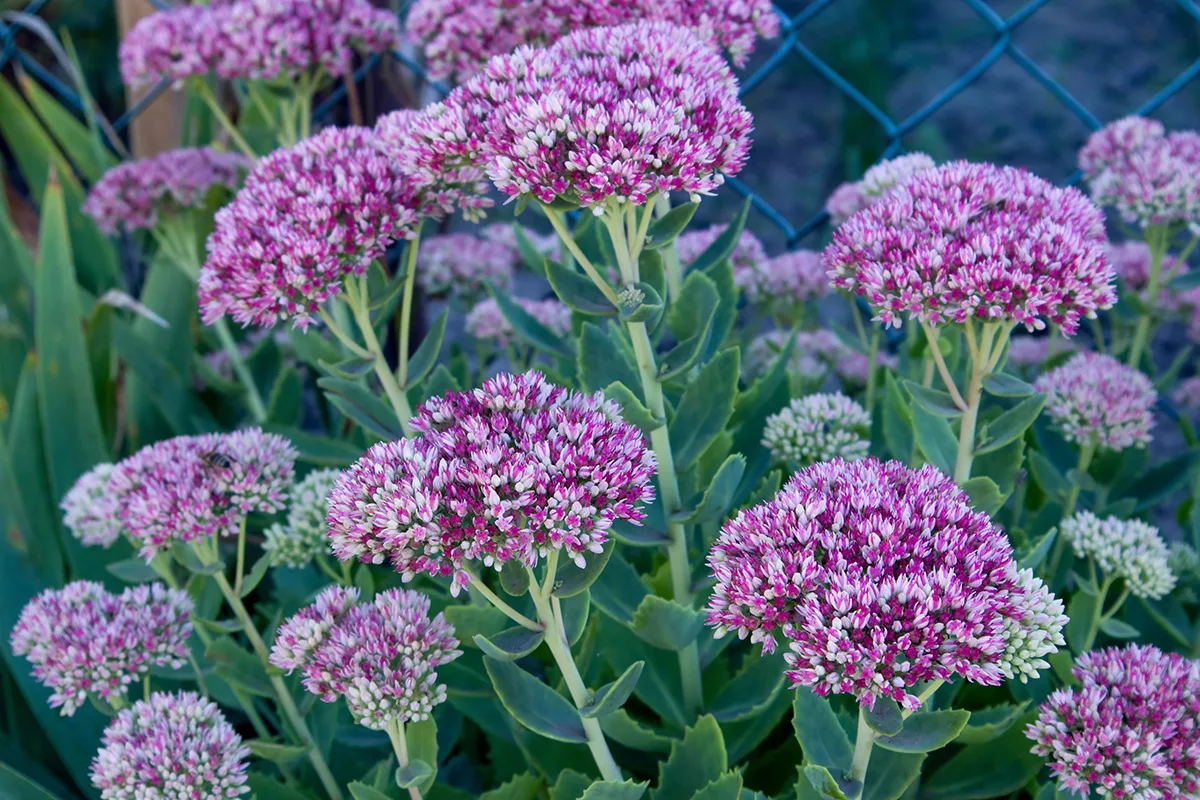 Ice Plant (Sedum)