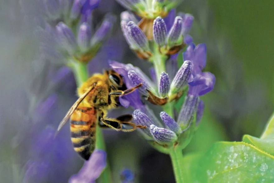 bee on lavender