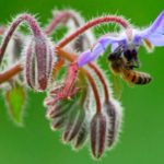 bee on borage