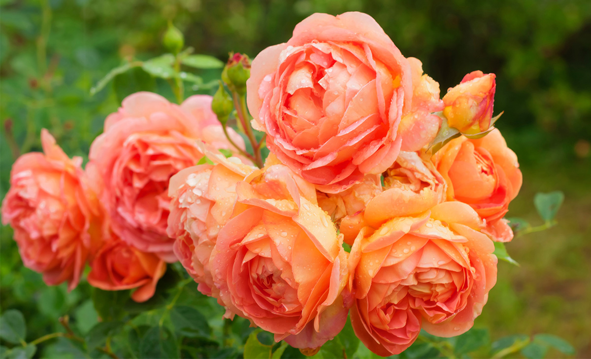 Lady of Shallot rose bred by David Austin Roses
