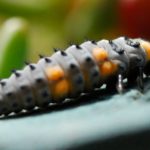 ladybird larva