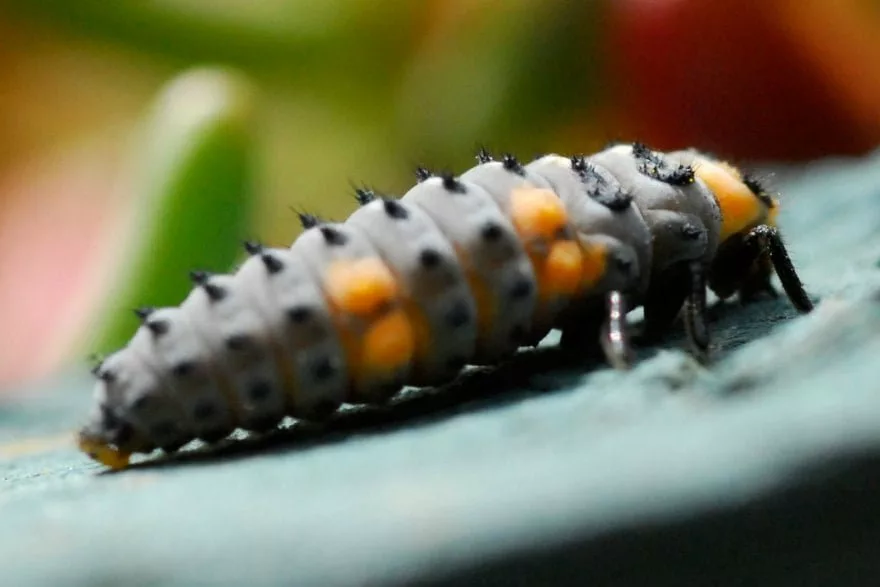 ladybird larva