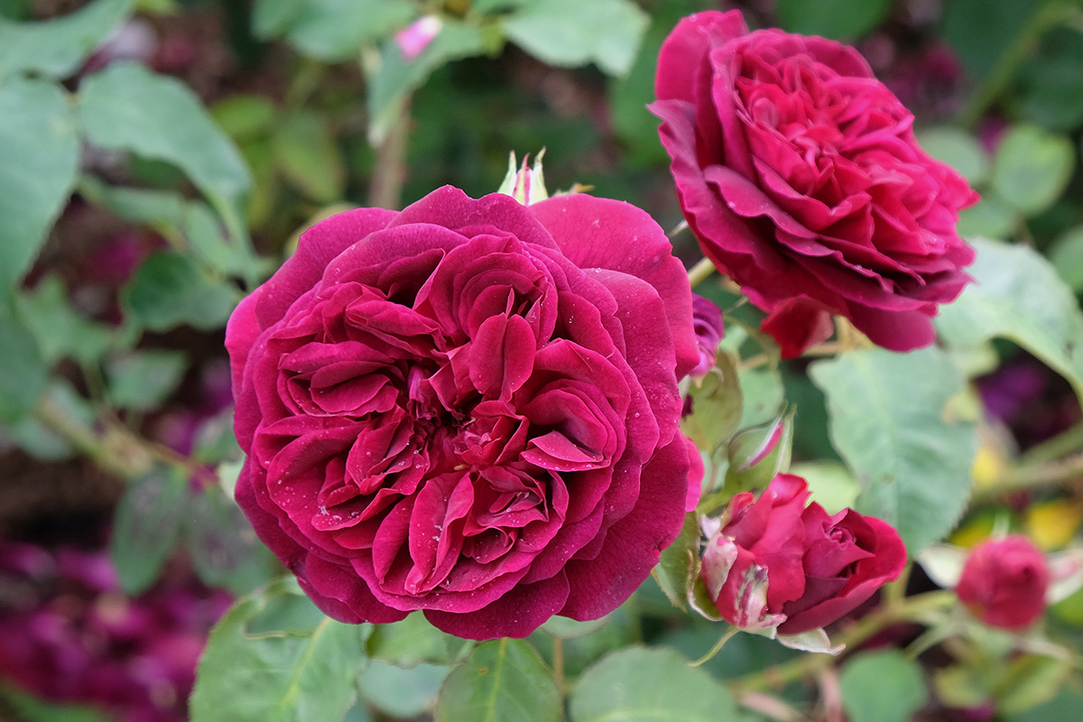 Rosa Munstead Wood, David Austin Roses