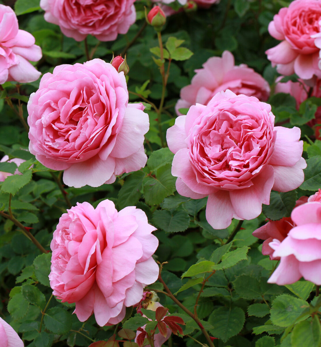 Princess Alexandra of Kent rose, David Austin Roses