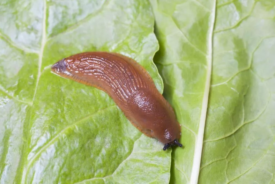 slug