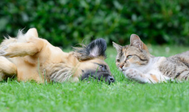 Dog and cat lying in the garden together