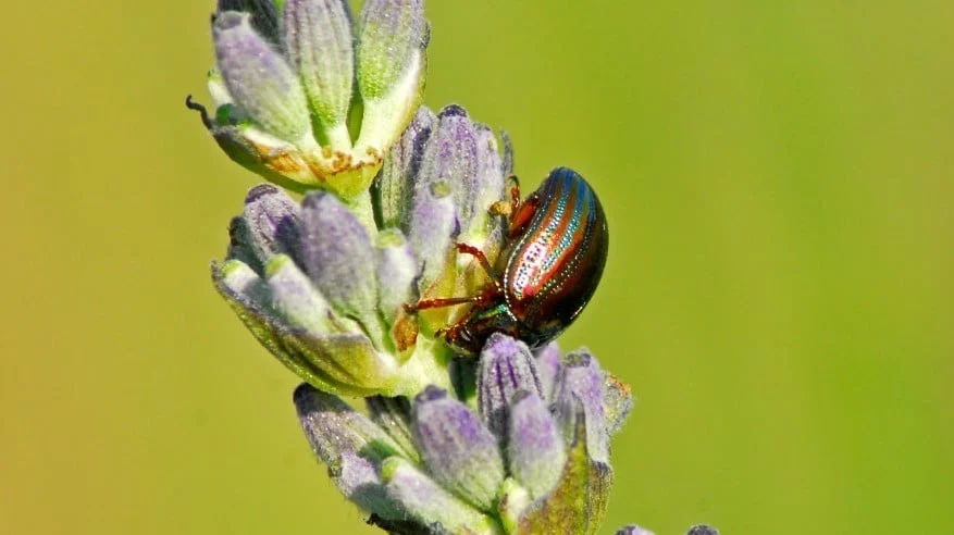 rosemary beetle