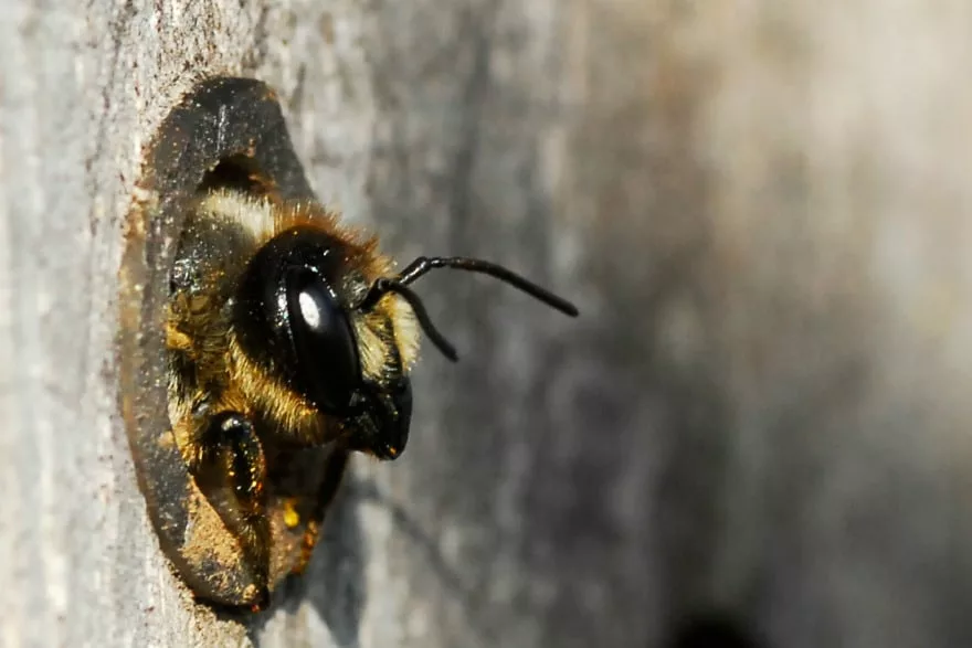 leaf cutter bee