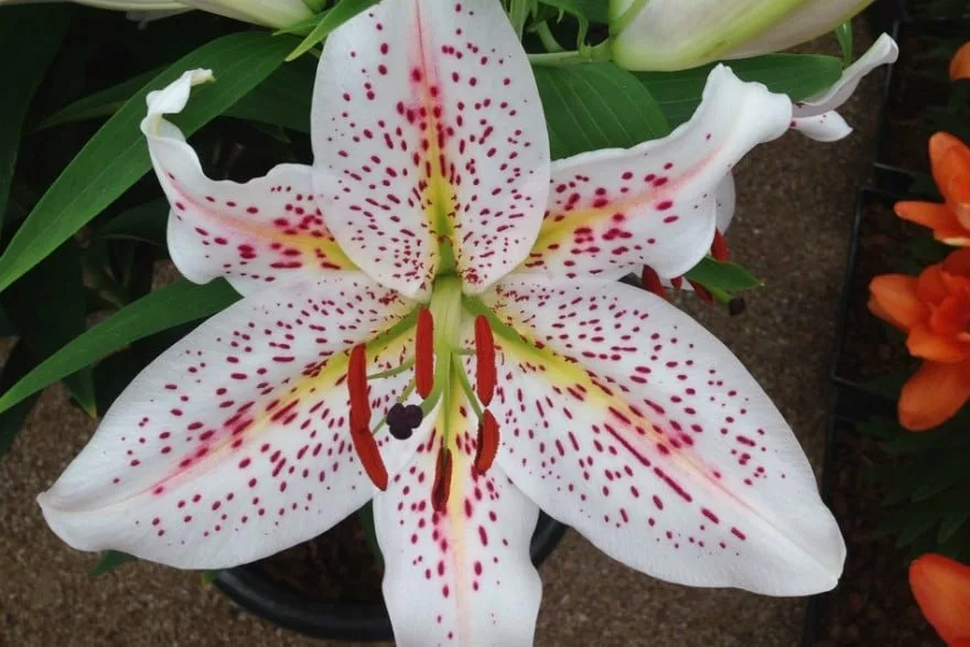 Lilium ‘Top Specs’