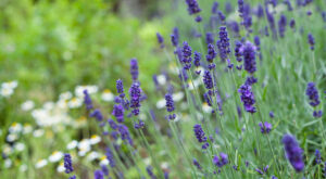 lavender growing in cottage garden