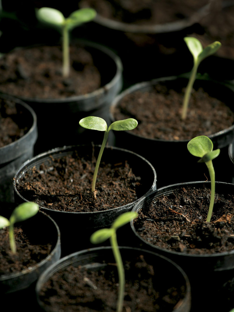 Sunflower seedlings