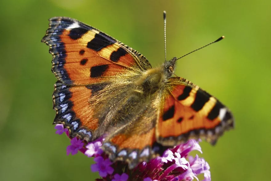 Tortoiseshell