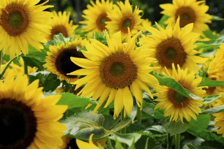 sunflowers