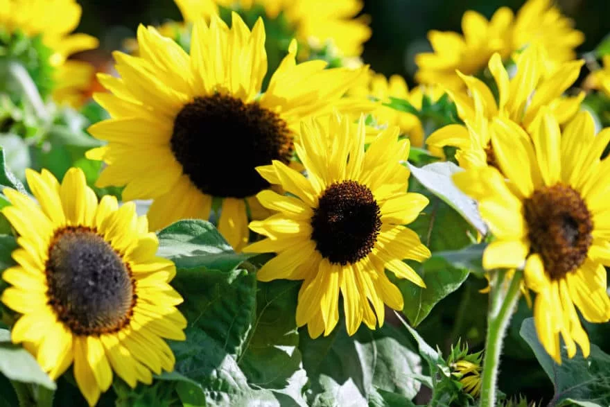 sunflower