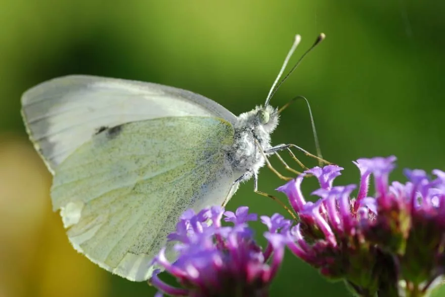 CABBAGE WHITE BUTTERFLY  White butterfly, Beautiful butterflies, Butterfly  garden
