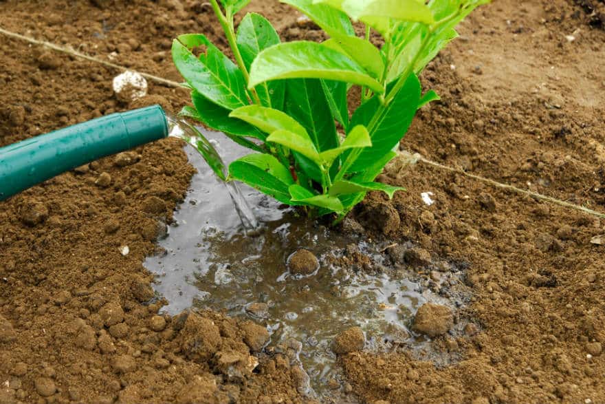 Watering