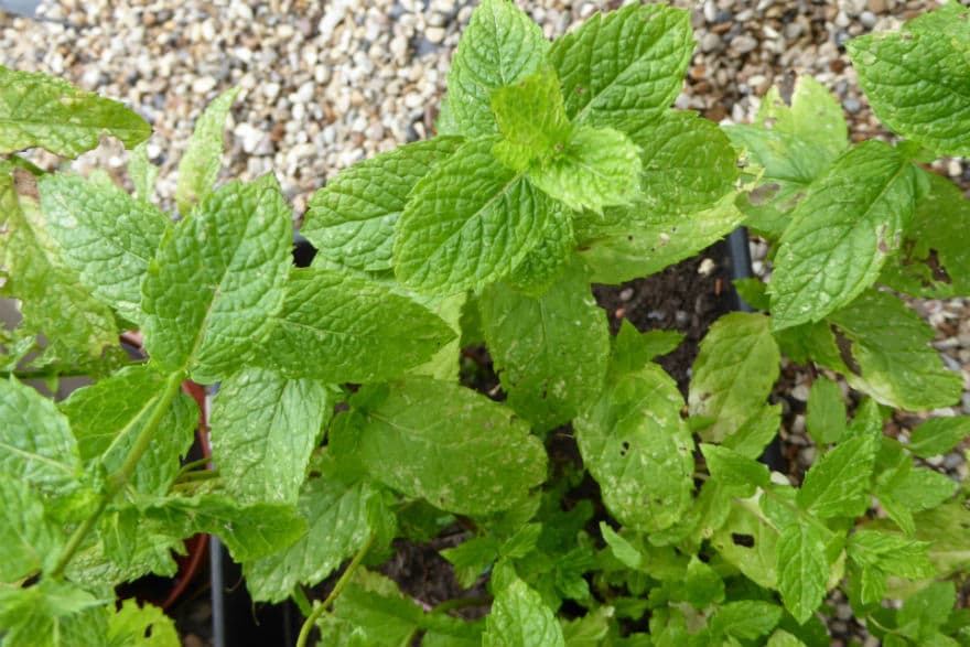 Tashkent mint