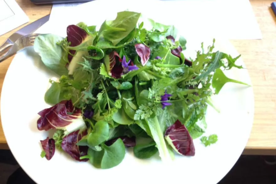 Salad leaves