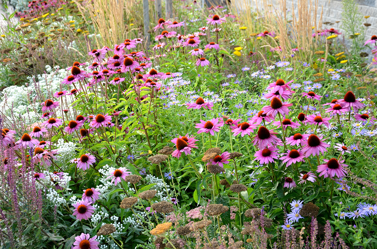 mixed perennial flower border early autumn