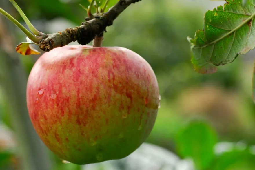 apple