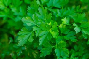parsley close up