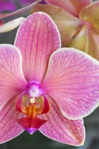 Orchid
