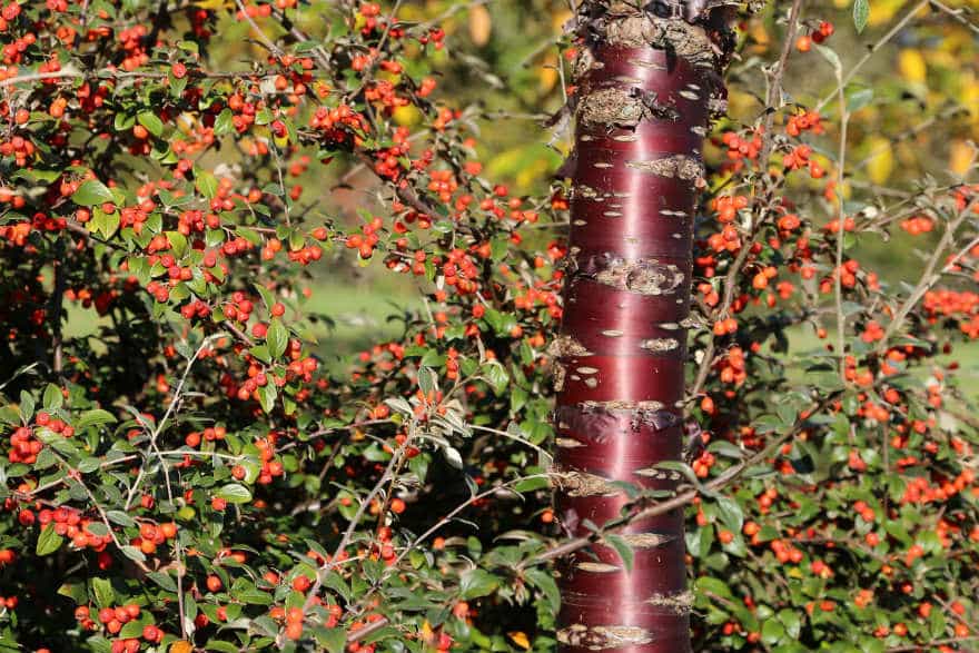 Prunus serrula