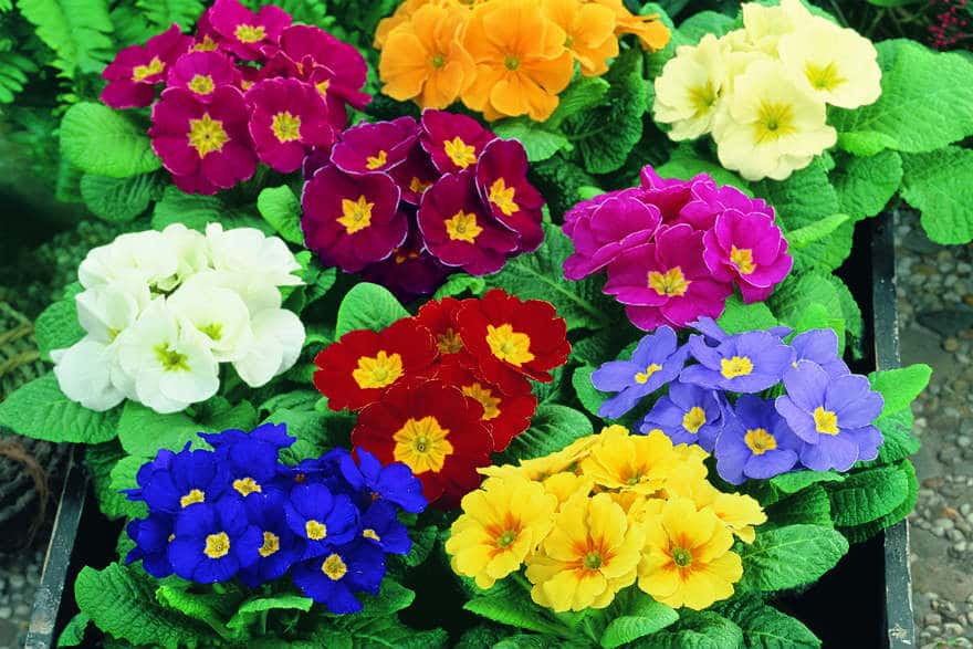 Growing primulas - Richard Jackson Garden