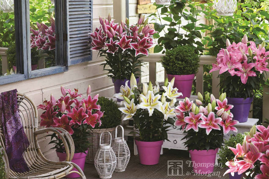 Lilies