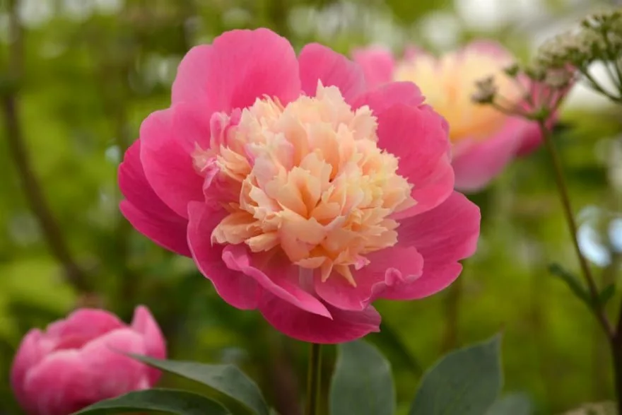 Peony