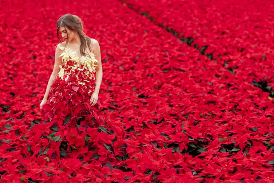 Poinsettia dress