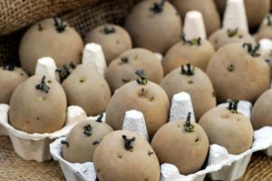 chitting potatoes