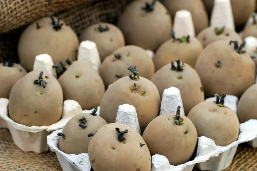 chitting potatoes