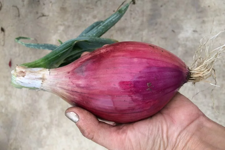 onion