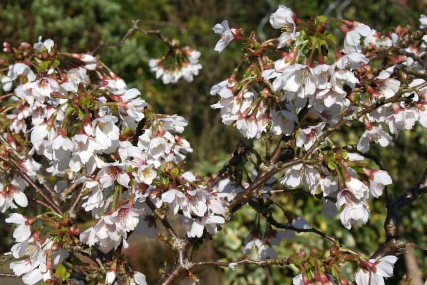 Prunus