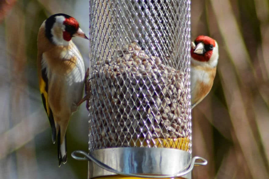 Greenfinches at a bird feeder
