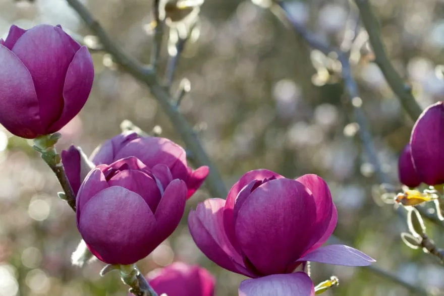 magnolia