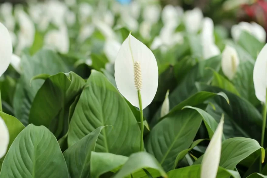 Peace lily