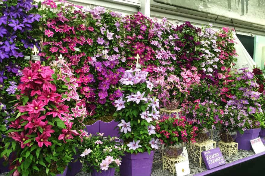 Taylors Clematis
