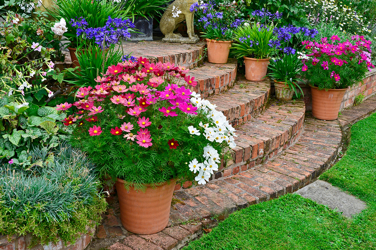 Cosmos flowers growing in pots