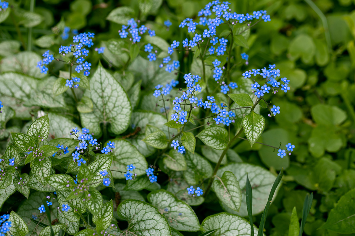 Brunnera macrophylla