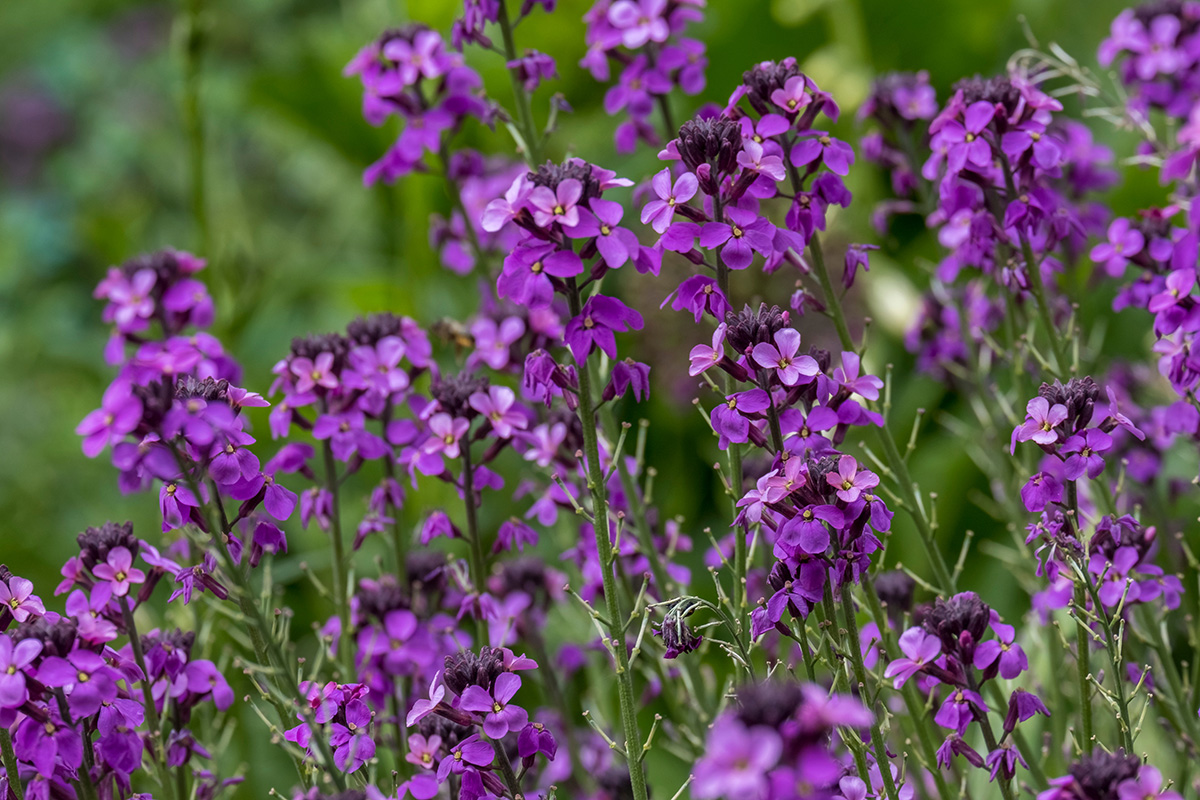 Erysimum 'Bowles Mauve'
