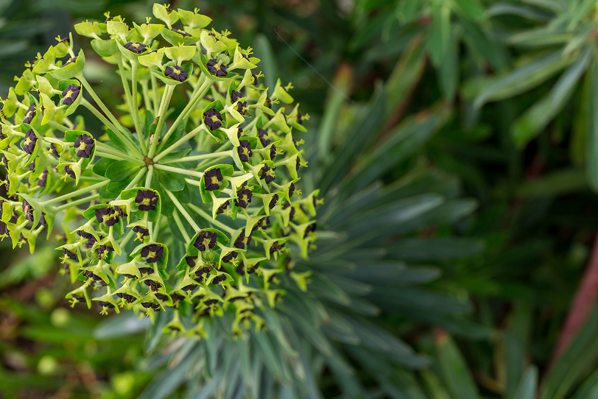 Euphorbia 'Black Pearl'