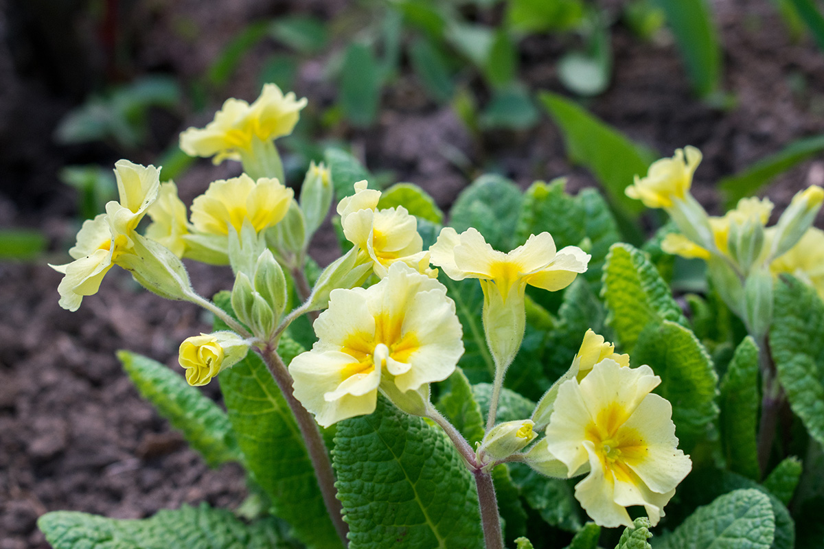 Primula vulgaris
