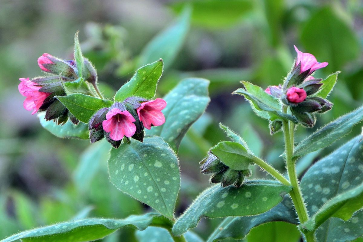 Pulmonaria or Lungwort