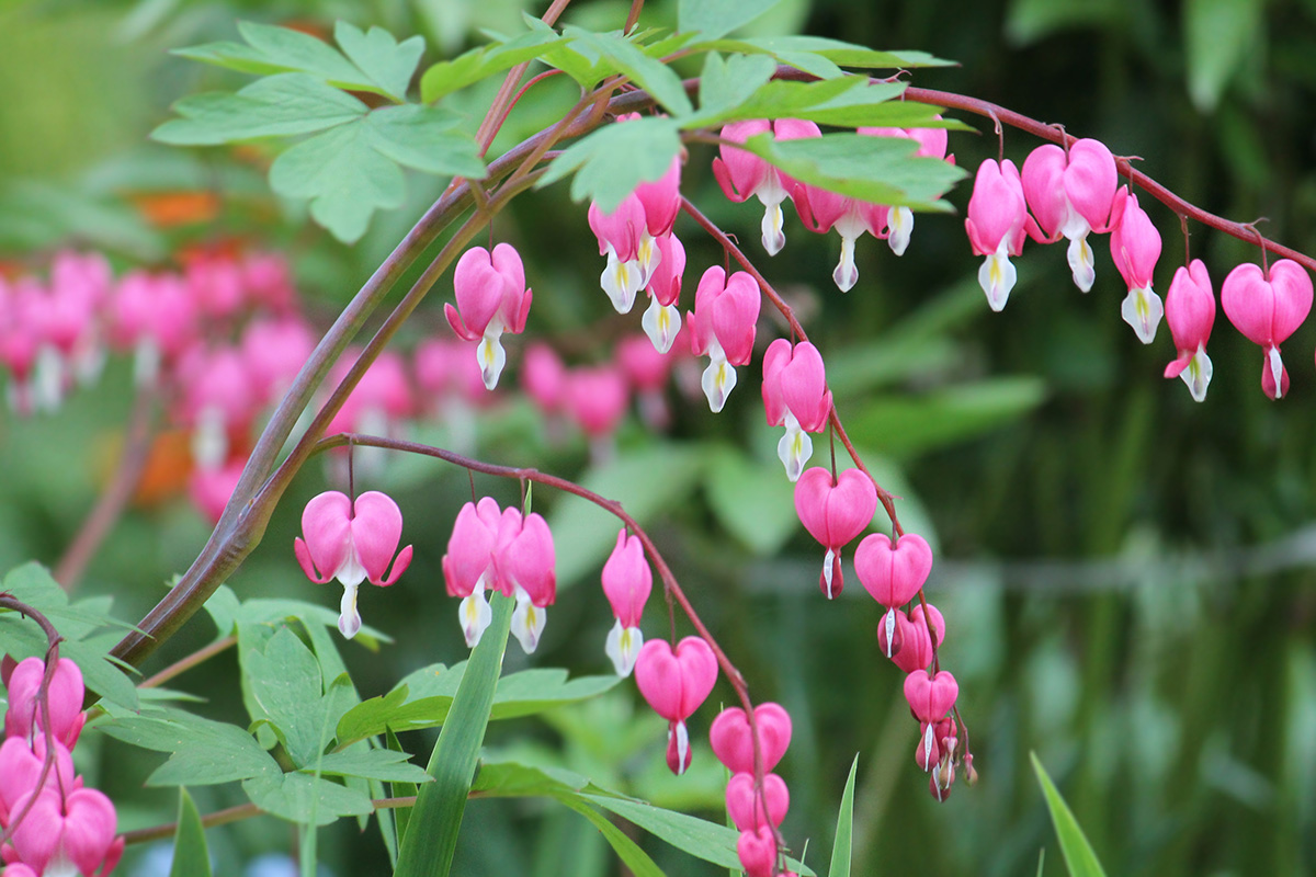 Dicentra spectabilis, bleeding heart