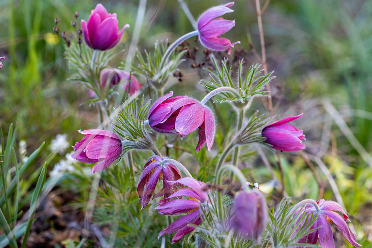 pulsatilla vulgaris