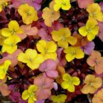 Erysimum 'Tropical Sunset'
